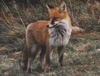 Fallenjagd – Listig wie der Fuchs