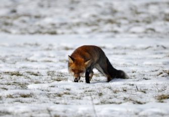 Beute machen – Wie der Fuchs zuschlägt