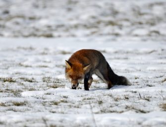 Beute machen – Wie der Fuchs zuschlägt