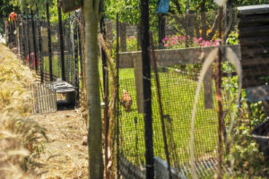 Fallenjagd beim H&uuml;hnerstall