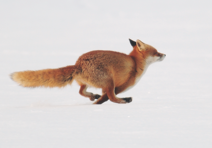 Fuchs rennt über verschneites Feld.