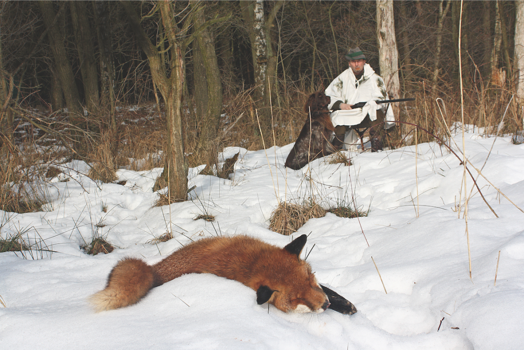 Geschossener Fuchs liegt in Schnee und Jäger und Hund schauen aus dem Hintergrund auf den Fuchs.