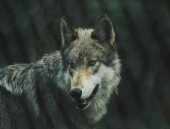 Wolf entnommen  – Land Niedersachsen meldet Vollzug