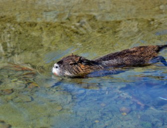 Nutrias – Erstmals über 100.000 Tiere in Deutschland erlegt