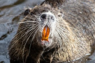 Nutria bejagen und verwerten – Teller statt Tonne