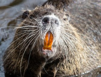 Nutria bejagen und verwerten – Teller statt Tonne