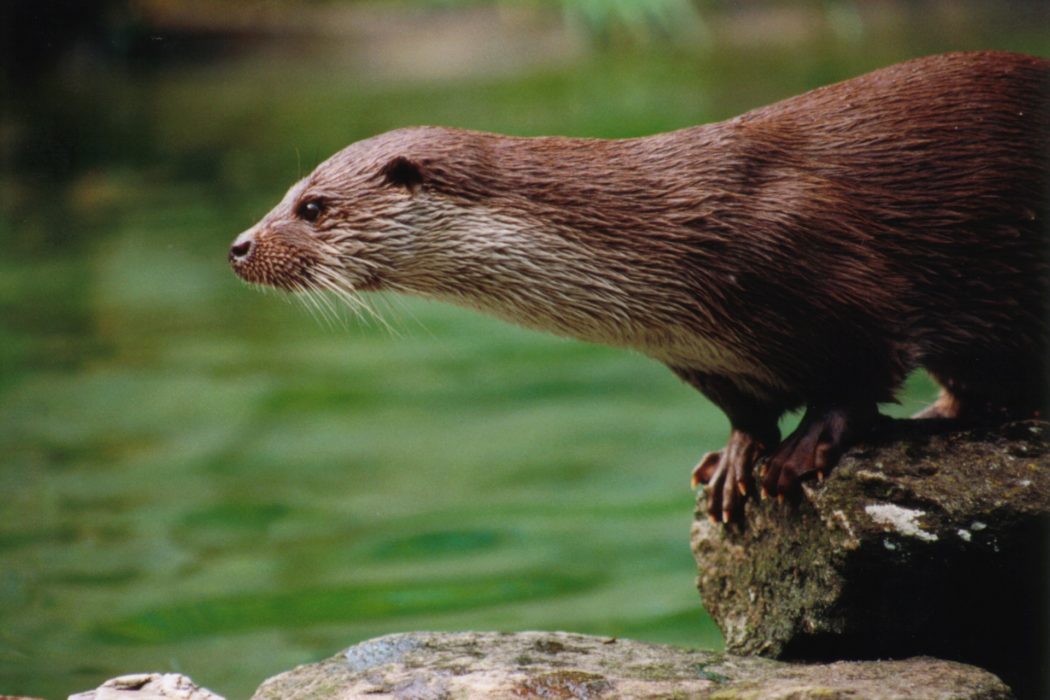 otter-gbf88543ff_1920