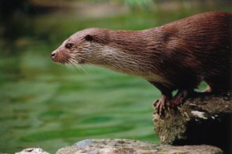 Fischotter in Deutschland – Wolf der Gewässer