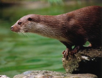 Fischotter in Deutschland – Wolf der Gewässer