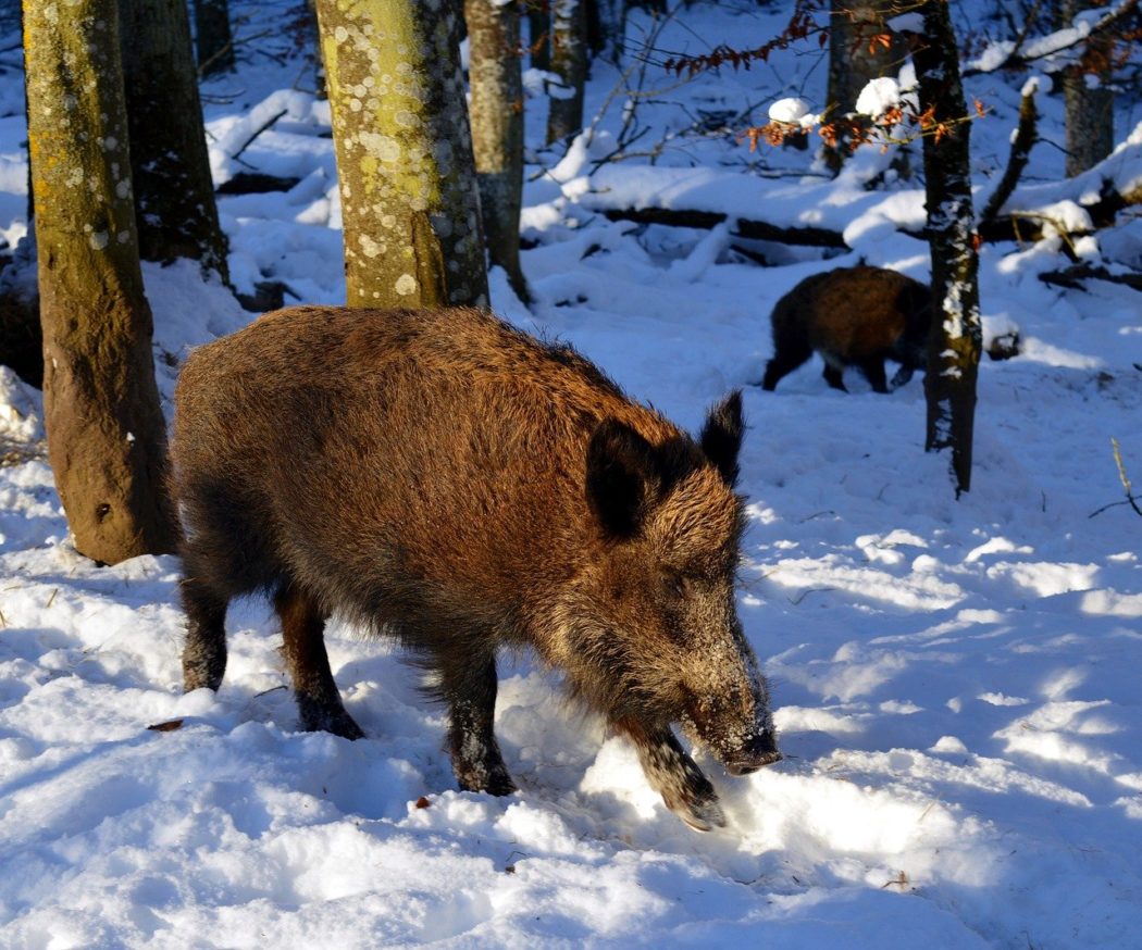 Pixabay Schwein