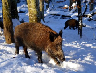 Kurzweilige Bewegungsjagd auf Sauen – Kreisen bei Schnee
