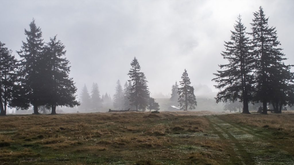 Feldweg in lichten Wald mit Nebel.