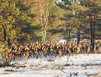 Rotwild im Januar jagen? Lasst mir die Großrudel in Ruh‘!
