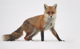 Reizende Töne – Den Fuchs reizen mit Locklauten