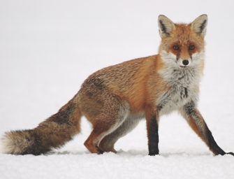 Reizende Töne – Den Fuchs reizen mit Locklauten