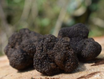 Trüffel – Edelpilz der Gastronomie