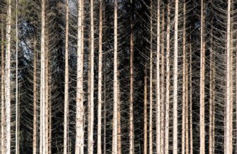 Klimawandel macht sich bemerkbar – Schäden im Wald