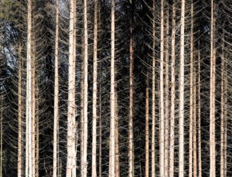 Klimawandel macht sich bemerkbar – Schäden im Wald