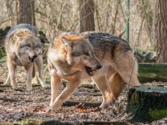Südtirol: Wölfe töten Hund und bedrohen Besitzer