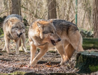 Südtirol: Wölfe töten Hund und bedrohen Besitzer