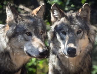 Bestand von Wölfen – Brandenburg in Vorreiterrolle?