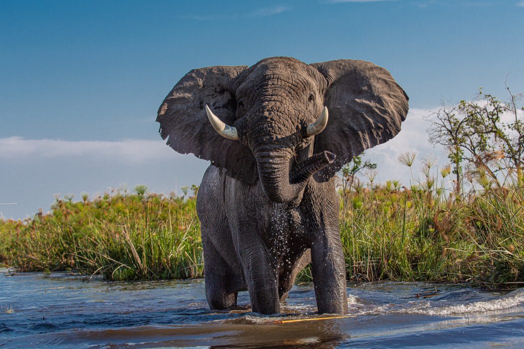 african-elephant-gac3ef3e7c_1920