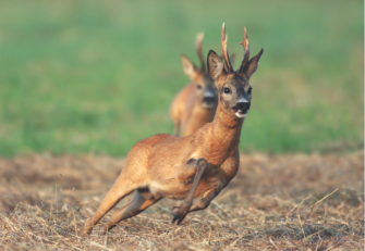Territorialverhalten beim Wild – My home is my castle