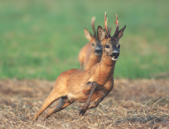 Territorialverhalten beim Wild – My home is my castle