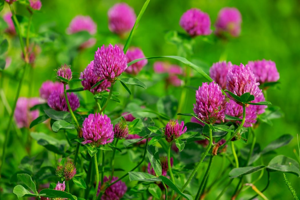 clover-g438406451_1920