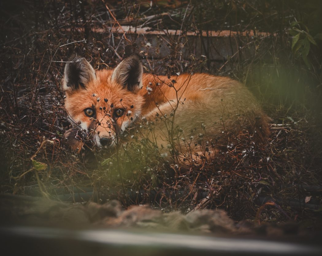daniel-morris-M6XxuJXzNfw-unsplash