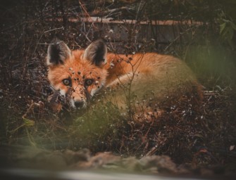 Niedersachsen: Nachtzieltechnik auch für Fuchs und Co erlaubt