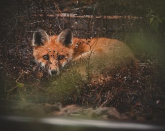 Niedersachsen: Nachtzieltechnik auch für Fuchs und Co erlaubt
