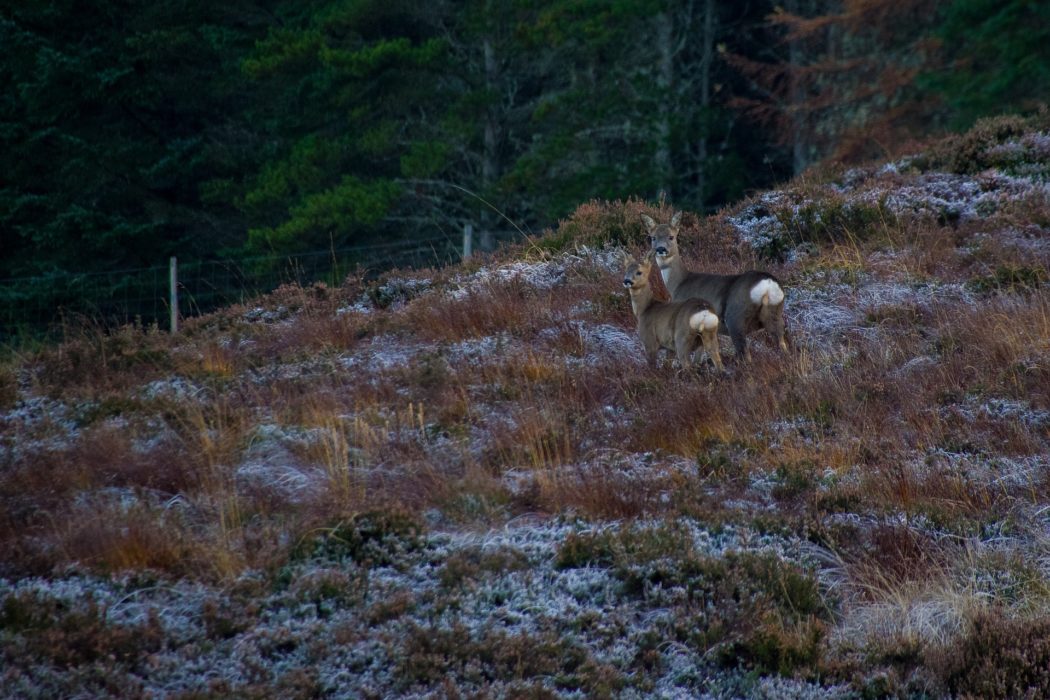 deer-g91a949ac5_1920