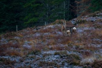 Illegale Entsorgung von Grüngut – Gift für Rehe