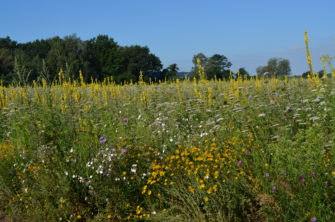 Förderung für Wildpflanzenanbau – Nordrhein-Westfalen