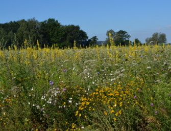 Förderung für Wildpflanzenanbau – Nordrhein-Westfalen