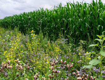 Landwirte in Schleswig-Holstein gesucht – Projekt Bunte Biomasse