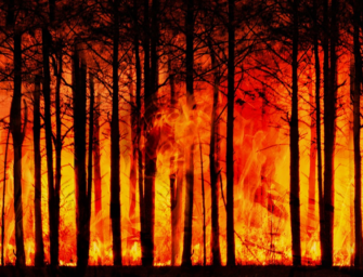 Klimawandel: Waldbrände nehmen zu