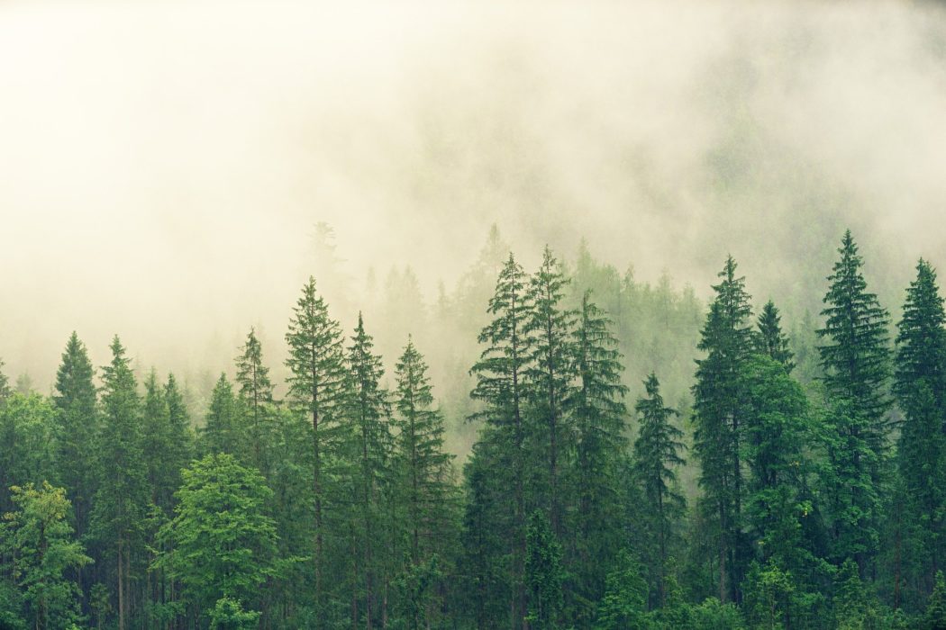 forest-g78dab3ccd_1920