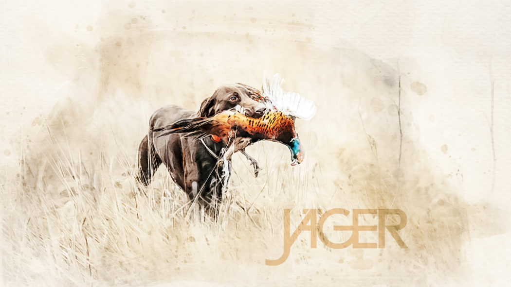 Happy,Working,Dog,Bringing,A,Pheasant,Game,On,A,Hunt
