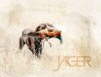 Wallpaper – Kurzhaar