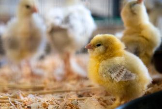 Mangel an Futterküken durch neues Verbot