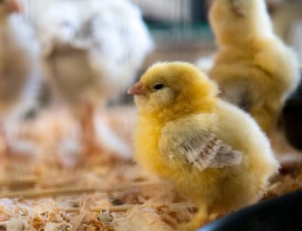 Mangel an Futterküken durch neues Verbot