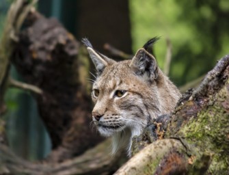 Update: Luchs in Bayern – Spitze des Jagdverband uneins über Maßnahmen