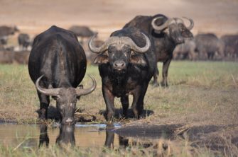 Auslandsjagd – die Grünen und ihr Problem mit der Jagd