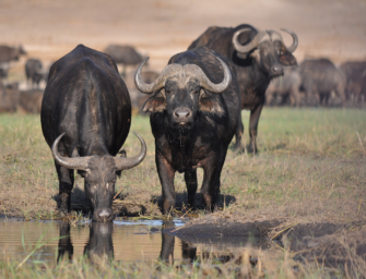 Auslandsjagd – die Grünen und ihr Problem mit der Jagd