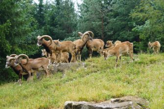 Muffelwild – Hat es sich vielleicht bald ausgeblökt?