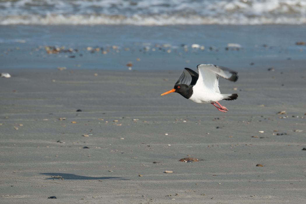 oystercatcher-g5ccb0f42a_1920