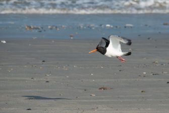 Artenschutz durch Jägerschaft – Schleswig-Holstein