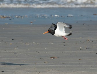 Artenschutz durch Jägerschaft – Schleswig-Holstein